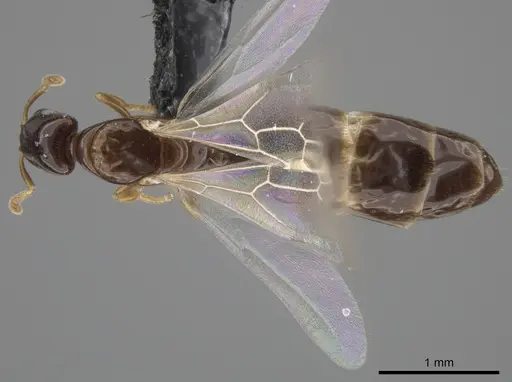Myrmelachista nodigera specimen CASENT0654219 image casent0654219_1