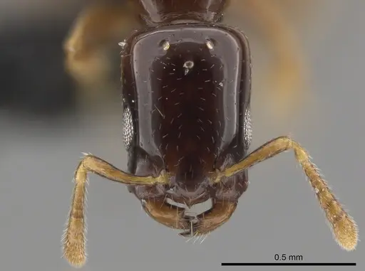 Myrmelachista nodigera specimen CASENT0654219 image casent0654219_2