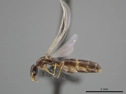 Myrmelachista nodigera specimen CASENT0654219 image casent0654219_3