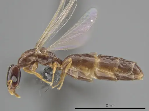 Myrmelachista nodigera specimen CASENT0654219 image casent0654219_4