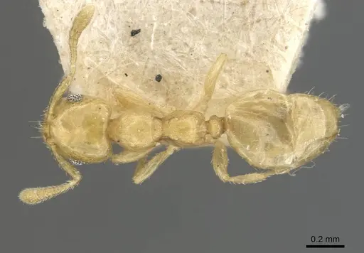 Myrmelachista nodigera specimen CASENT0909924 image casent0909924_1