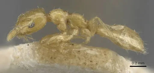 Myrmelachista nodigera specimen CASENT0909924 image casent0909924_3