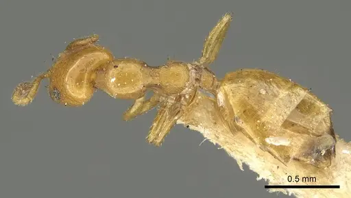 Myrmelachista nodigera specimen CASENT0915742 image casent0915742_1