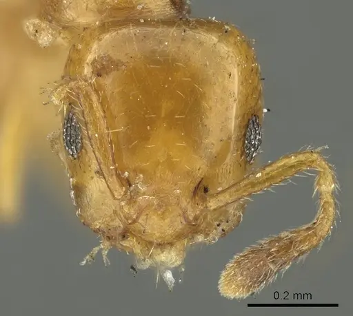 Myrmelachista nodigera specimen CASENT0915742 image casent0915742_2