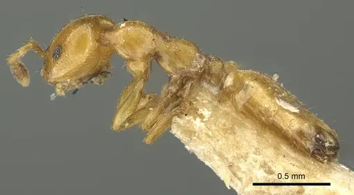 Myrmelachista nodigera specimen CASENT0915742 image casent0915742_3
