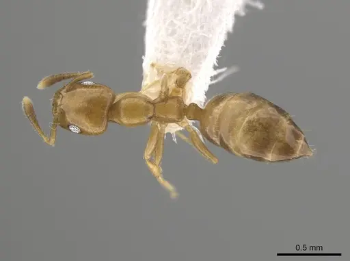 Myrmelachista nodigera specimen LACMENT683065 image lacment683065_1
