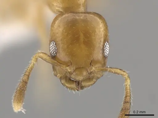 Myrmelachista nodigera specimen LACMENT683065 image lacment683065_2