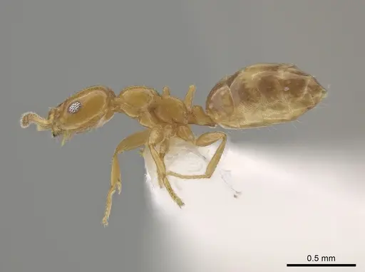 Myrmelachista nodigera specimen LACMENT683065 image lacment683065_3