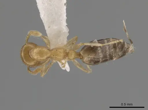 Myrmelachista nodigera specimen MCZ-ENT00793699 image mcz-ent00793699_1