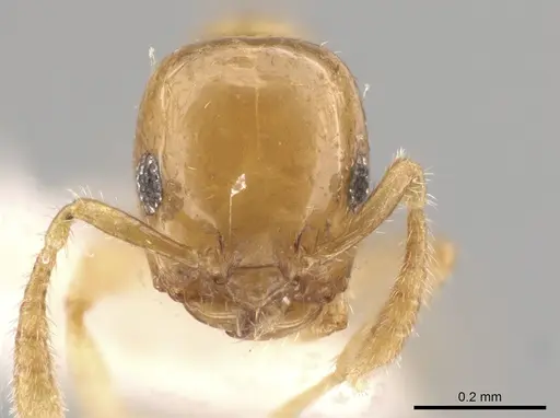 Myrmelachista nodigera specimen MCZ-ENT00793699 image mcz-ent00793699_2
