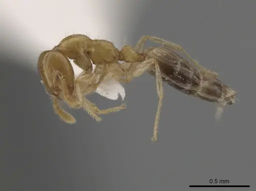 Myrmelachista nodigera specimen MCZ-ENT00793699 image mcz-ent00793699_3