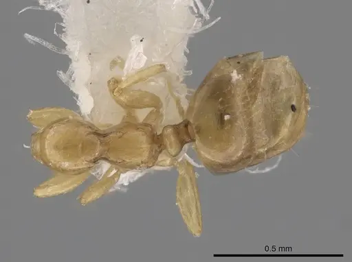 Myrmelachista nodigera specimen MCZ-ENT00793700 image mcz-ent00793700_1