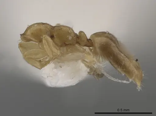 Myrmelachista nodigera specimen MCZ-ENT00793700 image mcz-ent00793700_2