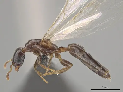 Myrmelachista nodigera specimen UFV-LABECOL-002732 image ufv-labecol-002732_1