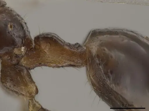 Myrmelachista nodigera specimen UFV-LABECOL-002732 image ufv-labecol-002732_2