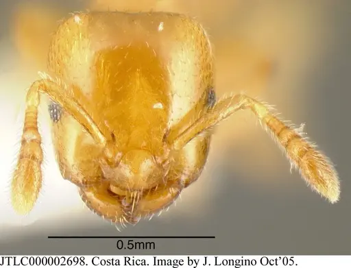 Myrmelachista osa specimen JTLC000002698 image jtlc000002698_1