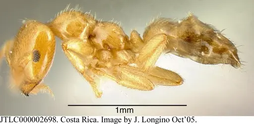 Myrmelachista osa specimen JTLC000002698 image jtlc000002698_2
