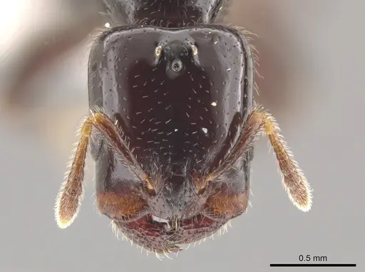 Myrmelachista osa specimen JTLC000002701 image jtlc000002701_1