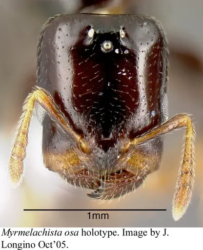 Myrmelachista osa specimen JTLC000006231 image jtlc000006231_1