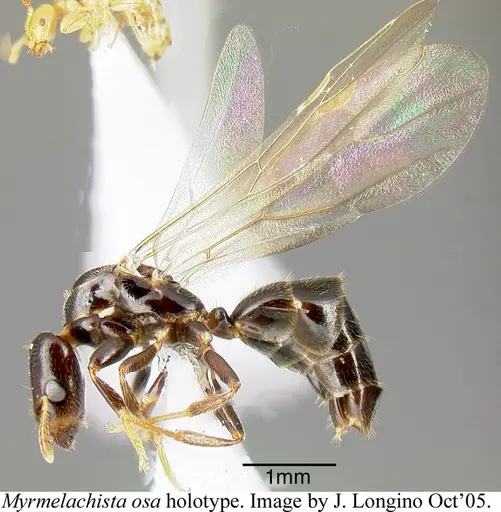 Myrmelachista osa specimen JTLC000006231 image jtlc000006231_3