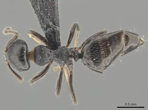 Myrmelachista paderewskii specimen CASENT0652294 image casent0652294_1