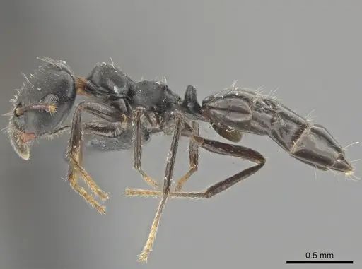 Myrmelachista paderewskii specimen CASENT0652294 image casent0652294_3
