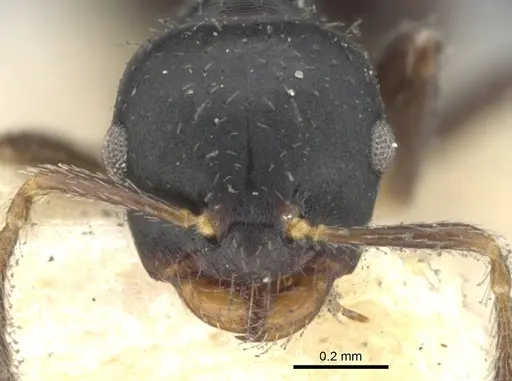 Myrmelachista paderewskii specimen CASENT0903116 image casent0903116_2