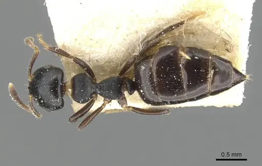 Myrmelachista paderewskii specimen CASENT0909925 image casent0909925_1