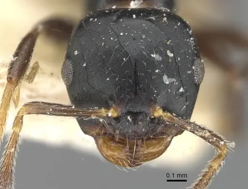Myrmelachista paderewskii specimen CASENT0909925 image casent0909925_2