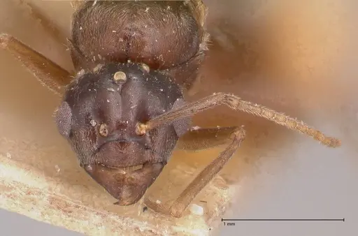 Myrmelachista paderewskii specimen FOCOL0786 image focol0786_2