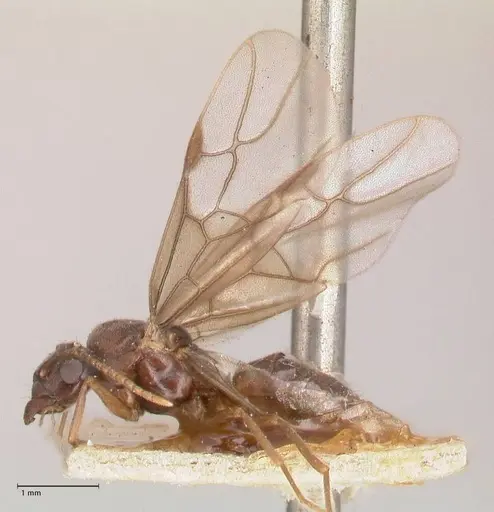 Myrmelachista paderewskii specimen FOCOL0786 image focol0786_3