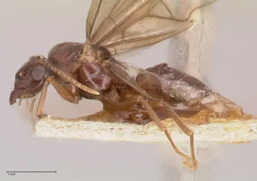 Myrmelachista paderewskii specimen FOCOL0786 image focol0786_4