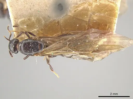 Myrmelachista paderewskii specimen MCZ-ENT00021426 image mcz-ent00021426_1