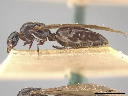 Myrmelachista paderewskii specimen MCZ-ENT00021426 image mcz-ent00021426_3