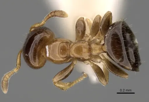 Myrmelachista plebecula specimen CASENT0280551 image casent0280551_1