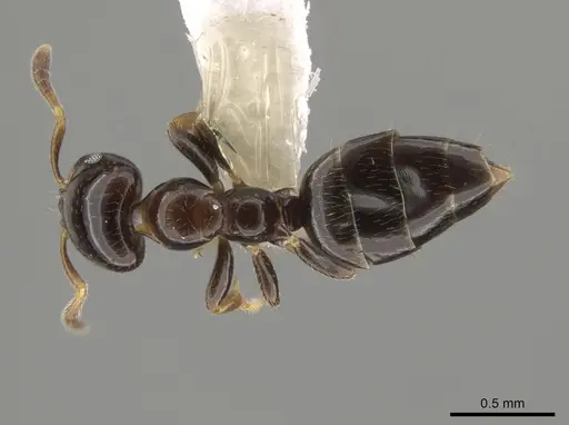 Myrmelachista plebecula specimen CASENT0637851 image casent0637851_1