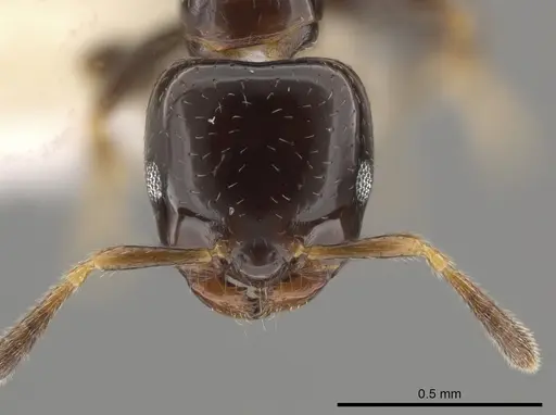 Myrmelachista plebecula specimen CASENT0637851 image casent0637851_2