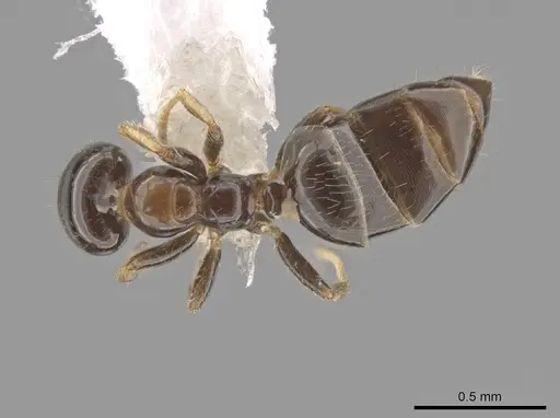 Myrmelachista plebecula specimen CASENT0650944 image casent0650944_1