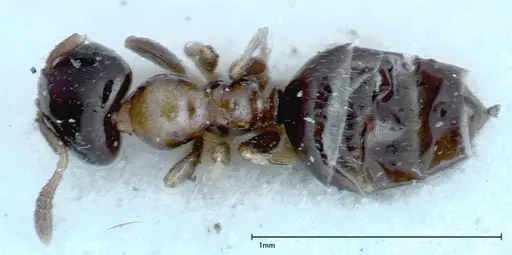 Myrmelachista plebecula specimen FOCOL0151 image focol0151_1