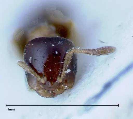 Myrmelachista plebecula specimen FOCOL0151 image focol0151_2