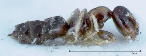 Myrmelachista plebecula specimen FOCOL0151 image focol0151_4