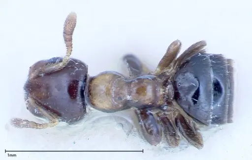 Myrmelachista plebecula specimen FOCOL0152-1 image focol0152-1_1