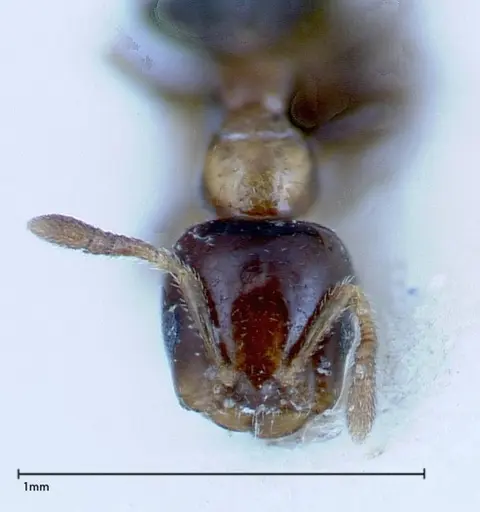 Myrmelachista plebecula specimen FOCOL0152-1 image focol0152-1_2