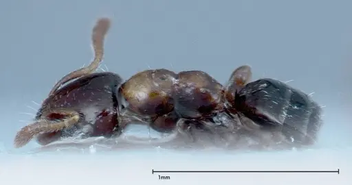 Myrmelachista plebecula specimen FOCOL0152-1 image focol0152-1_3