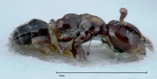 Myrmelachista plebecula specimen FOCOL0152-1 image focol0152-1_4