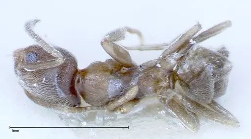 Myrmelachista plebecula specimen FOCOL0152-2 image focol0152-2_1