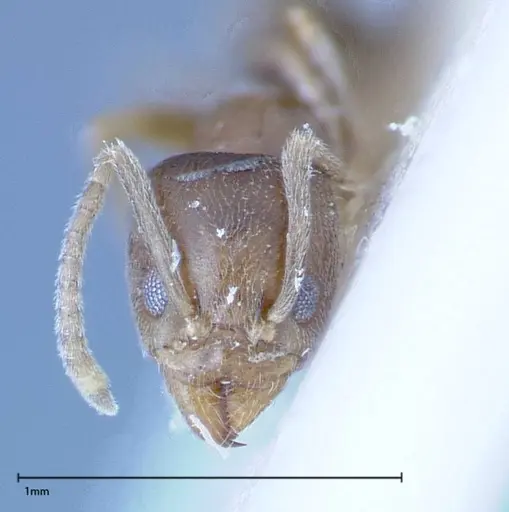 Myrmelachista plebecula specimen FOCOL0152-2 image focol0152-2_2