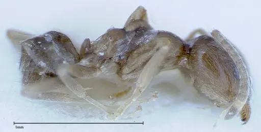 Myrmelachista plebecula specimen FOCOL0152-2 image focol0152-2_3