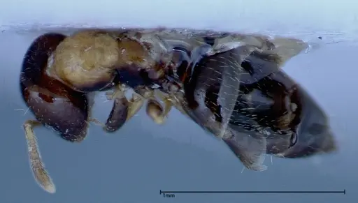 Myrmelachista plebecula specimen FOCOL0153-1 image focol0153-1_1