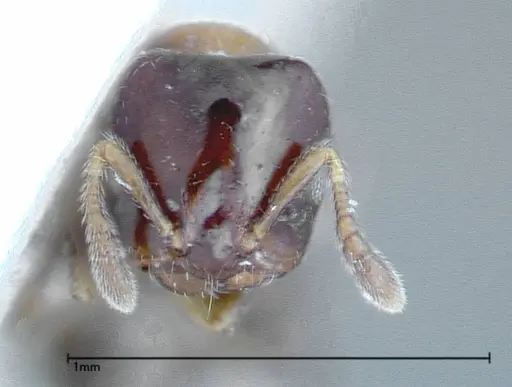 Myrmelachista plebecula specimen FOCOL0153-1 image focol0153-1_2